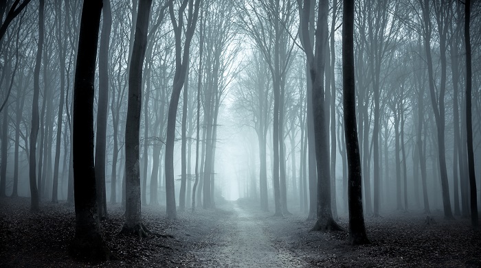 Dark, misty forest with spooky trees